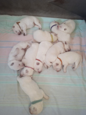 Les chiots de Berger Blanc Suisse
