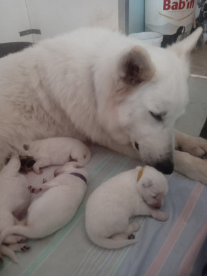 Les chiots de Berger Blanc Suisse