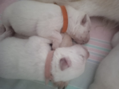 Les chiots de Berger Blanc Suisse