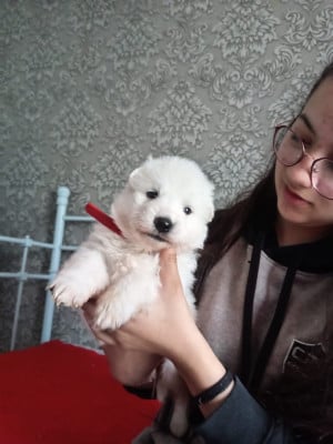 Les chiots de Berger Blanc Suisse