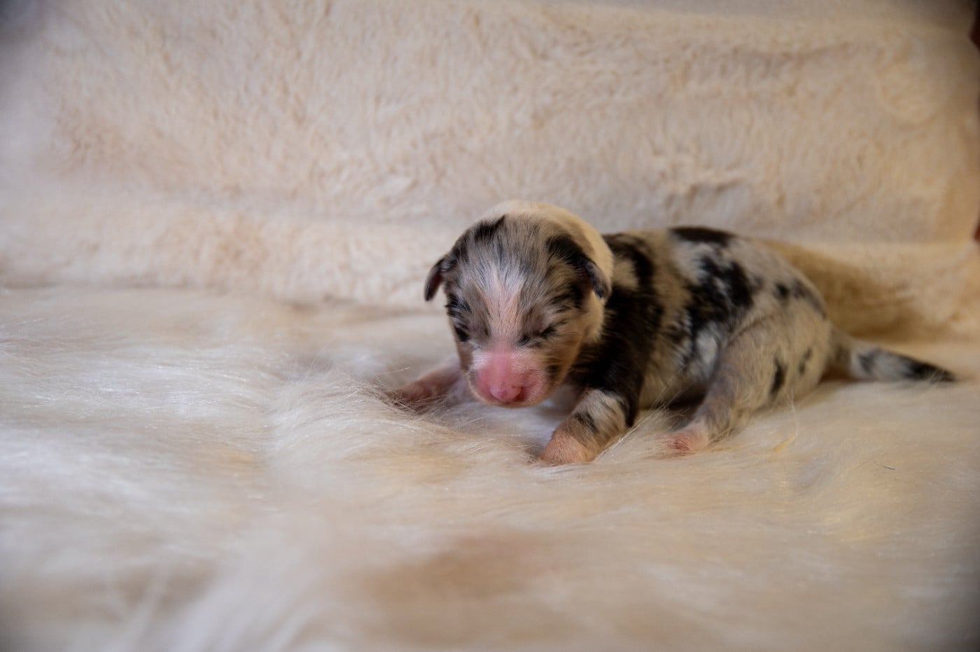 CHIOT 3 - Berger Australien