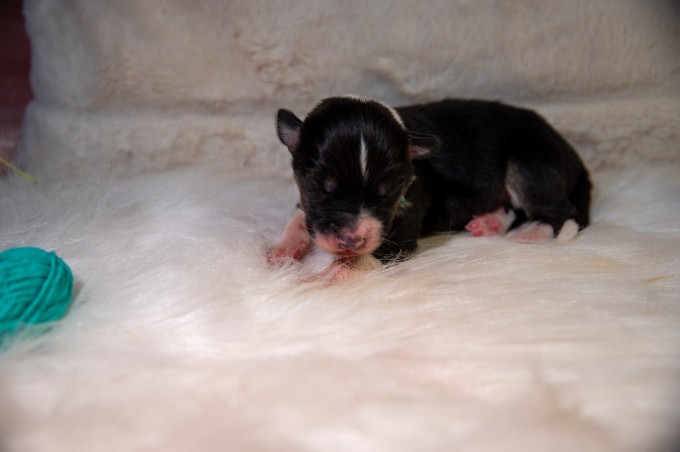 CHIOT 6 - Berger Australien