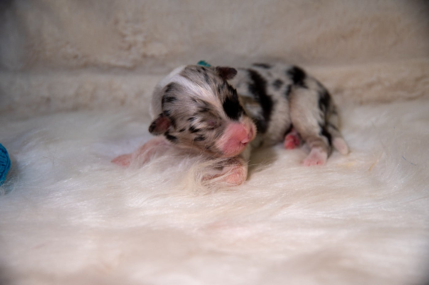 CHIOT 8 - Berger Australien