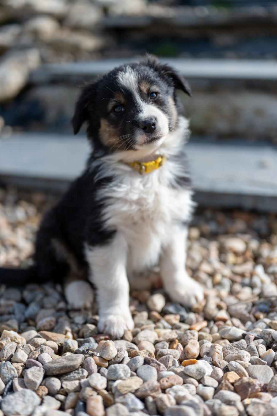 Baïa - Berger Australien