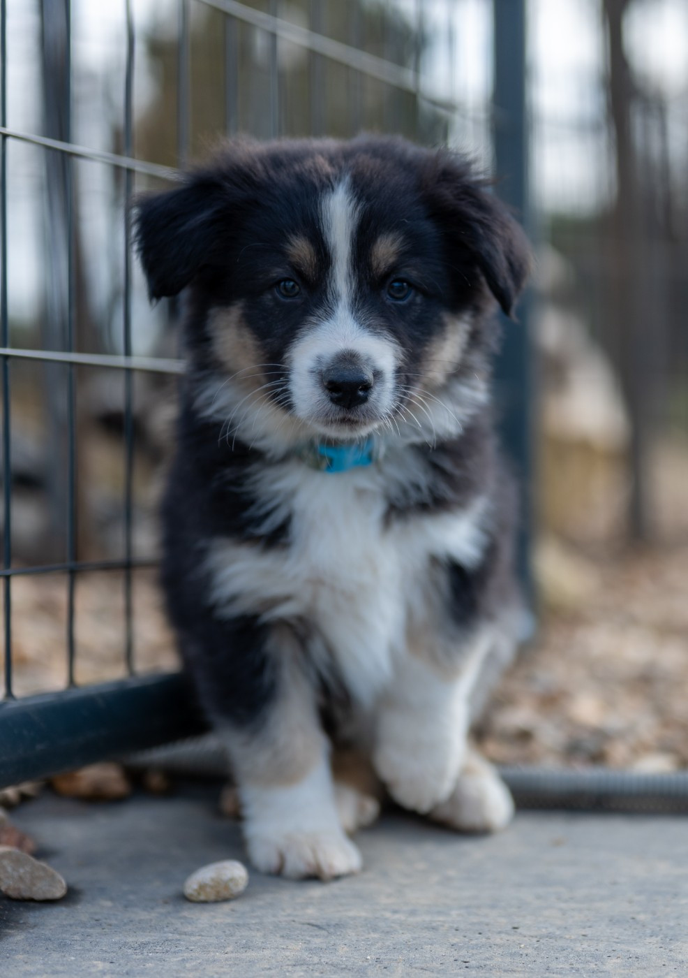 Black - Berger Australien