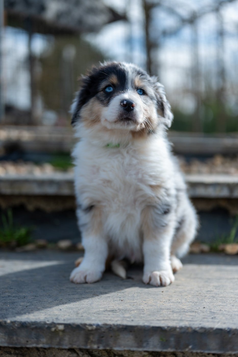 Bandit - Berger Australien