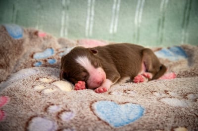 Les chiots de Berger Australien