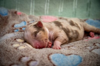 Les chiots de Berger Australien