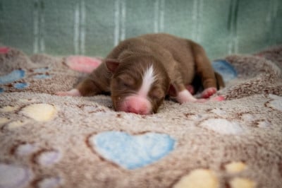 Les chiots de Berger Australien