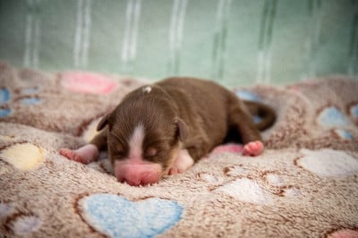 Les chiots de Berger Australien