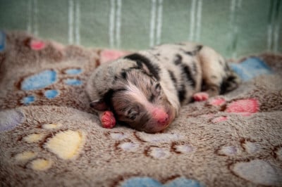Les chiots de Berger Australien