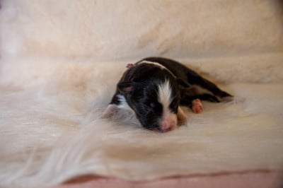 CHIOT 2 - Berger Australien