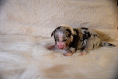 CHIOT 3 - Berger Australien