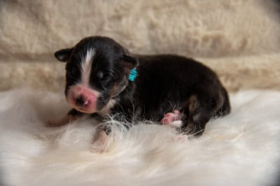 CHIOT 4 - Berger Australien