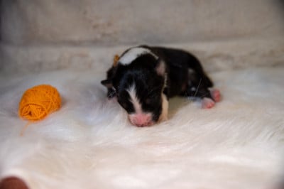 CHIOT 5 - Berger Australien