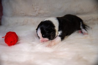 CHIOT 7 - Berger Australien