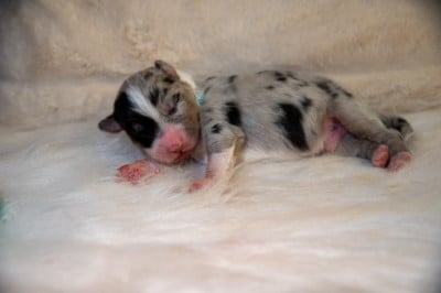 CHIOT 9 - Berger Australien