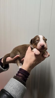 Les chiots de Berger Australien