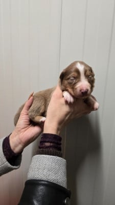 Les chiots de Berger Australien