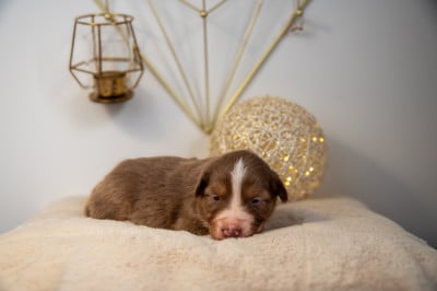 Les chiots de Berger Australien