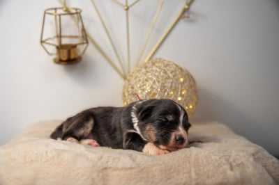 Les chiots de Berger Australien