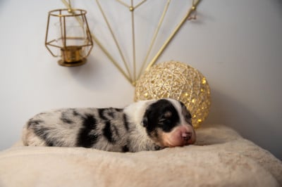 Les chiots de Berger Australien