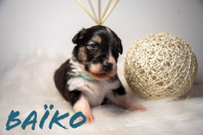 Les chiots de Berger Australien