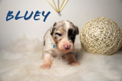 Les chiots de Berger Australien