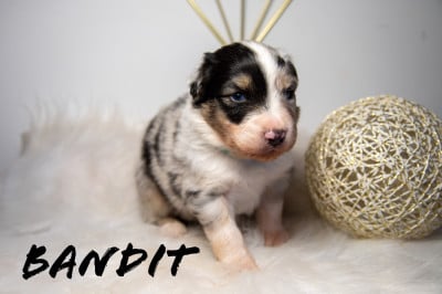 Les chiots de Berger Australien