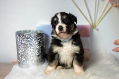 Les chiots de Berger Australien