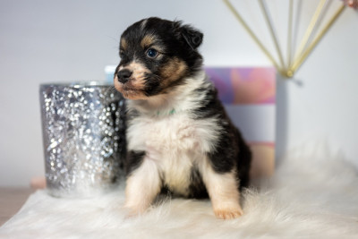 Les chiots de Berger Australien