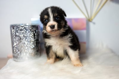 Les chiots de Berger Australien
