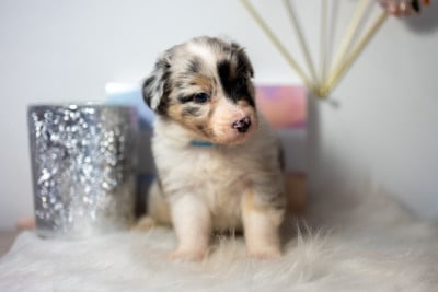 Les chiots de Berger Australien