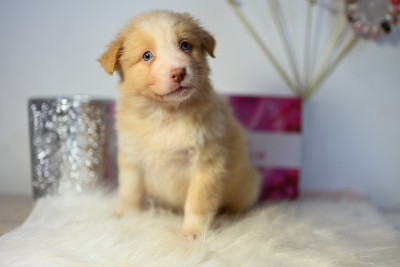 Les chiots de Berger Australien