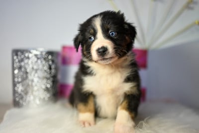 Les chiots de Berger Australien