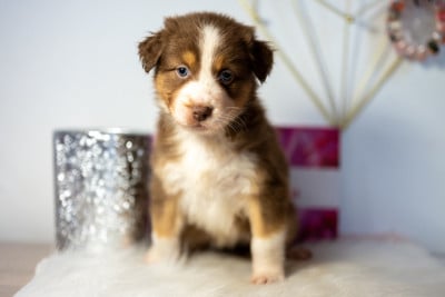 Les chiots de Berger Australien