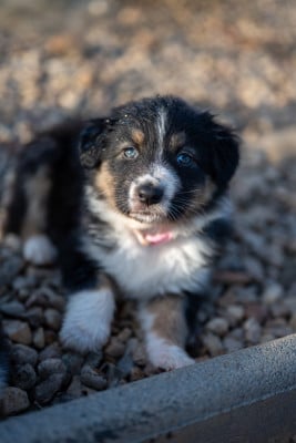 Les chiots de Berger Australien