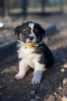 Les chiots de Berger Australien