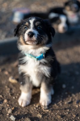 Les chiots de Berger Australien