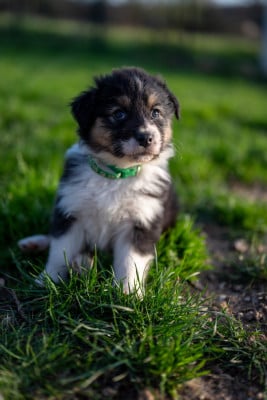 Les chiots de Berger Australien