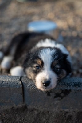 Les chiots de Berger Australien