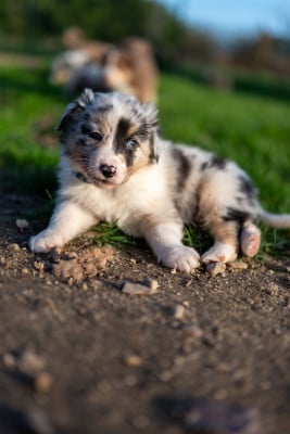 Les chiots de Berger Australien