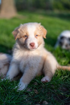 Les chiots de Berger Australien