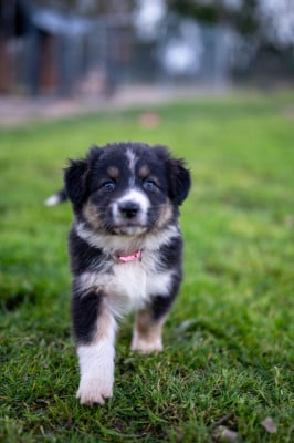 Les chiots de Berger Australien