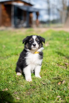 Les chiots de Berger Australien