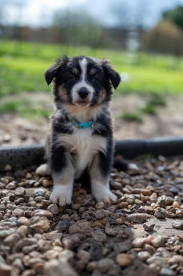 Les chiots de Berger Australien