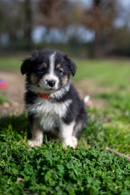 Les chiots de Berger Australien