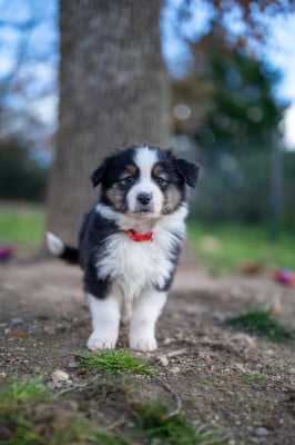 Les chiots de Berger Australien