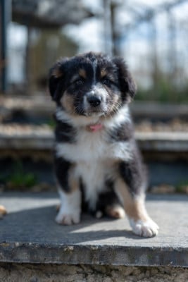 Les chiots de Berger Australien