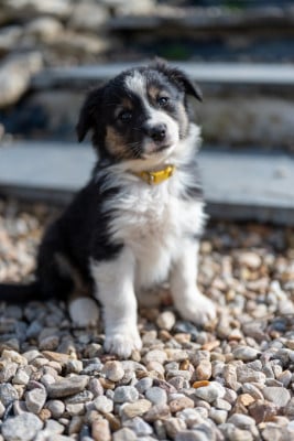 Les chiots de Berger Australien